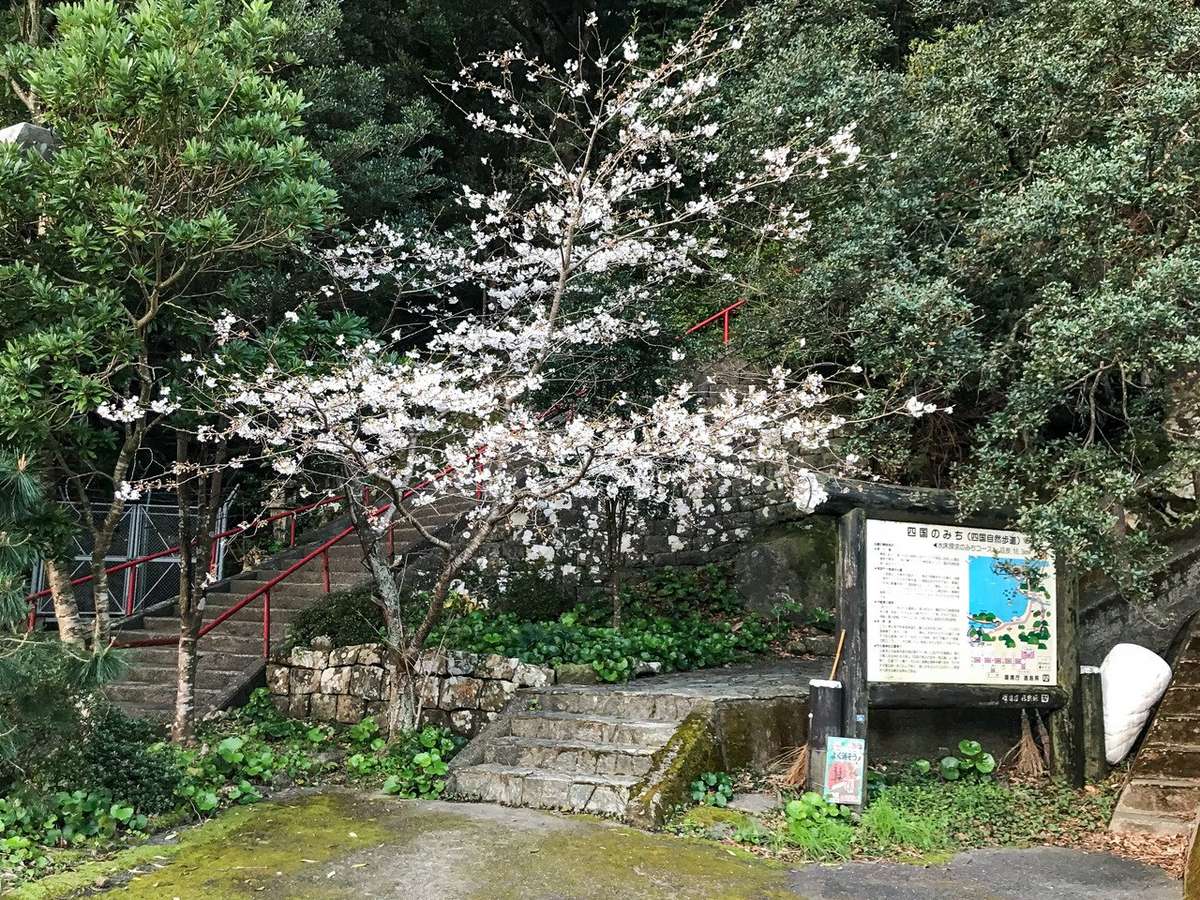 Shikoku Road Takegashima Cherry Blossoms