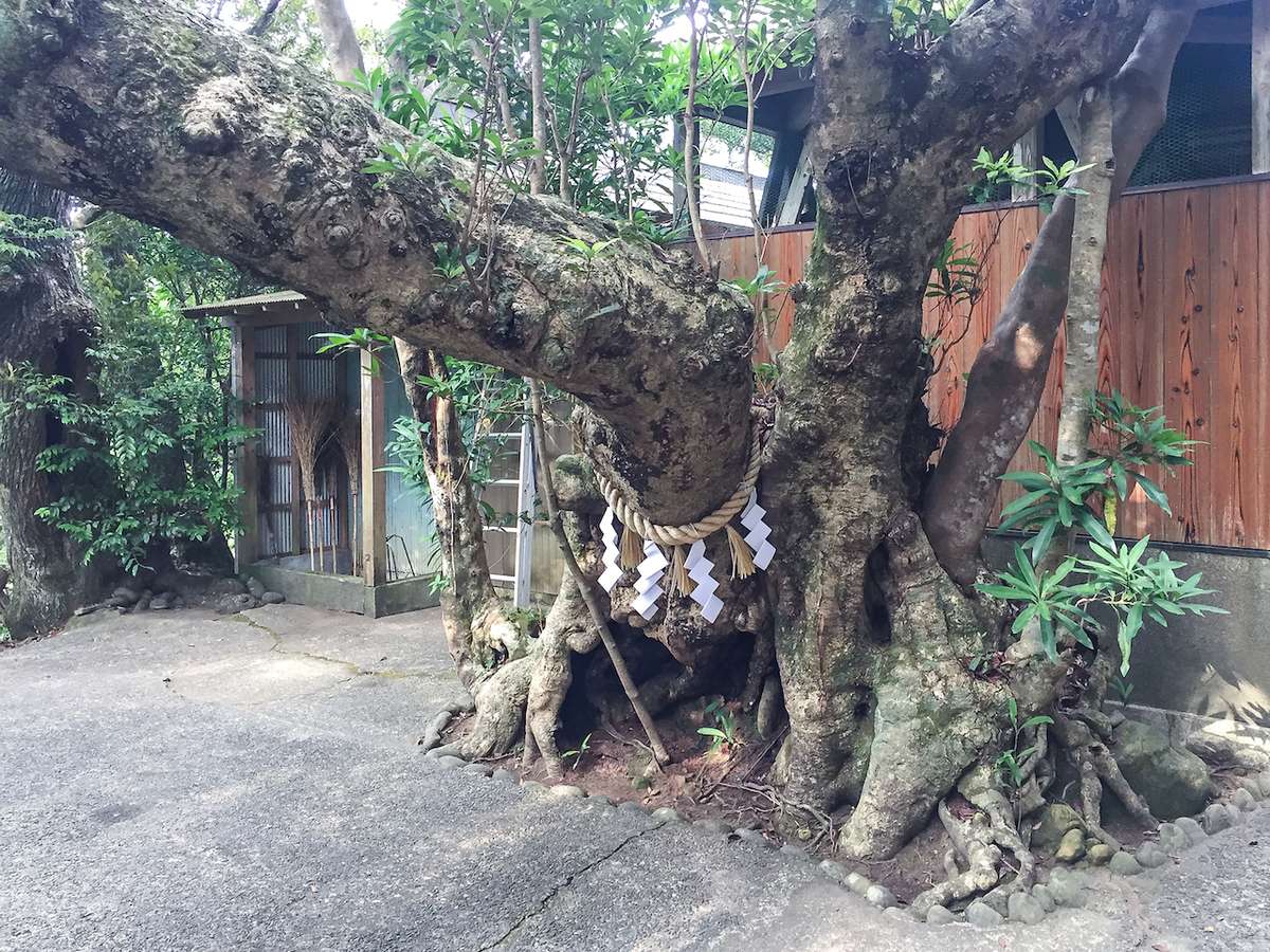 竹ヶ島神社の御神木