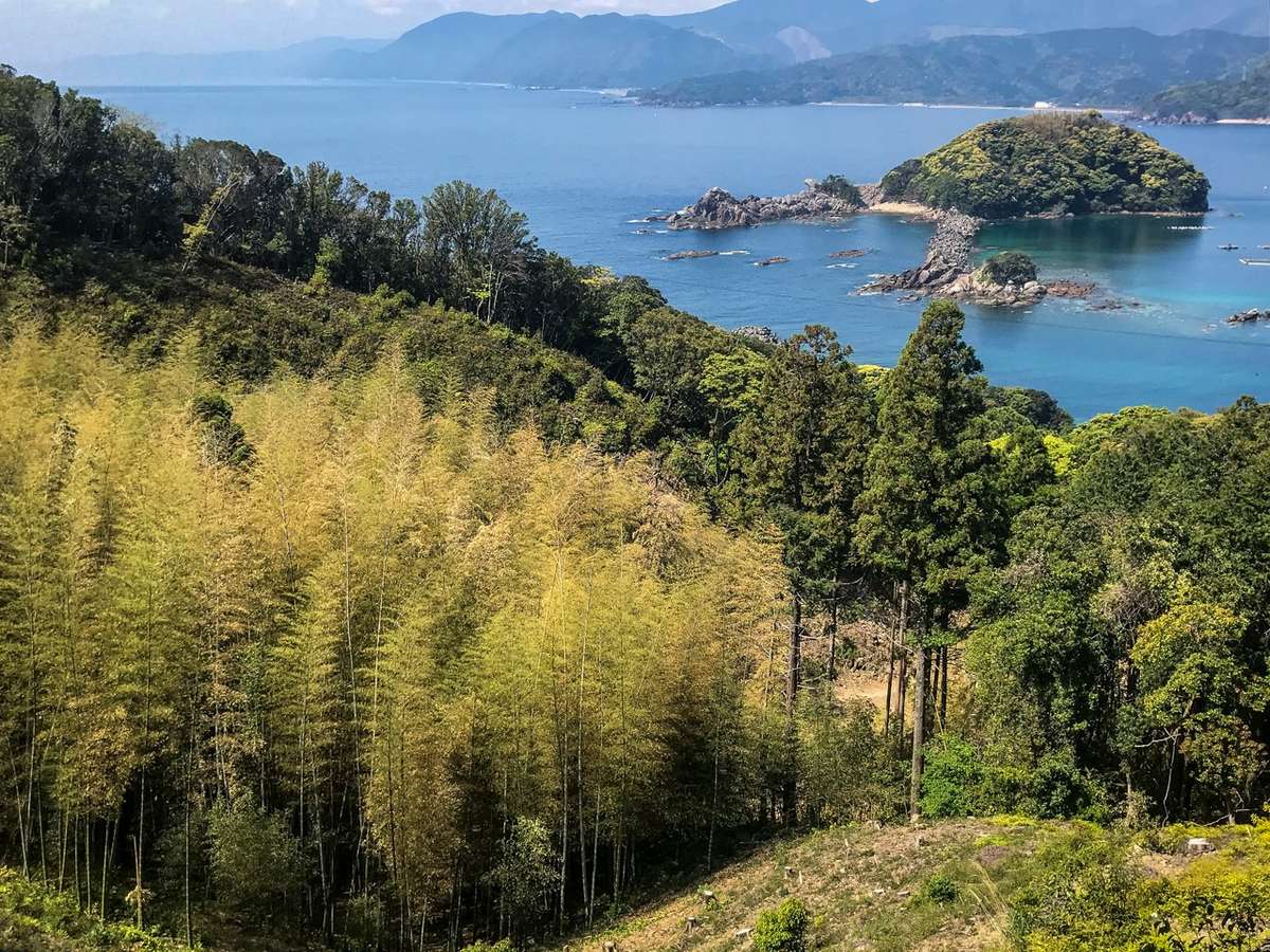 Overview of Takegashima's bamboo forest