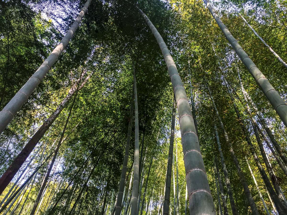 Takegashima’s beautiful bamboo forest