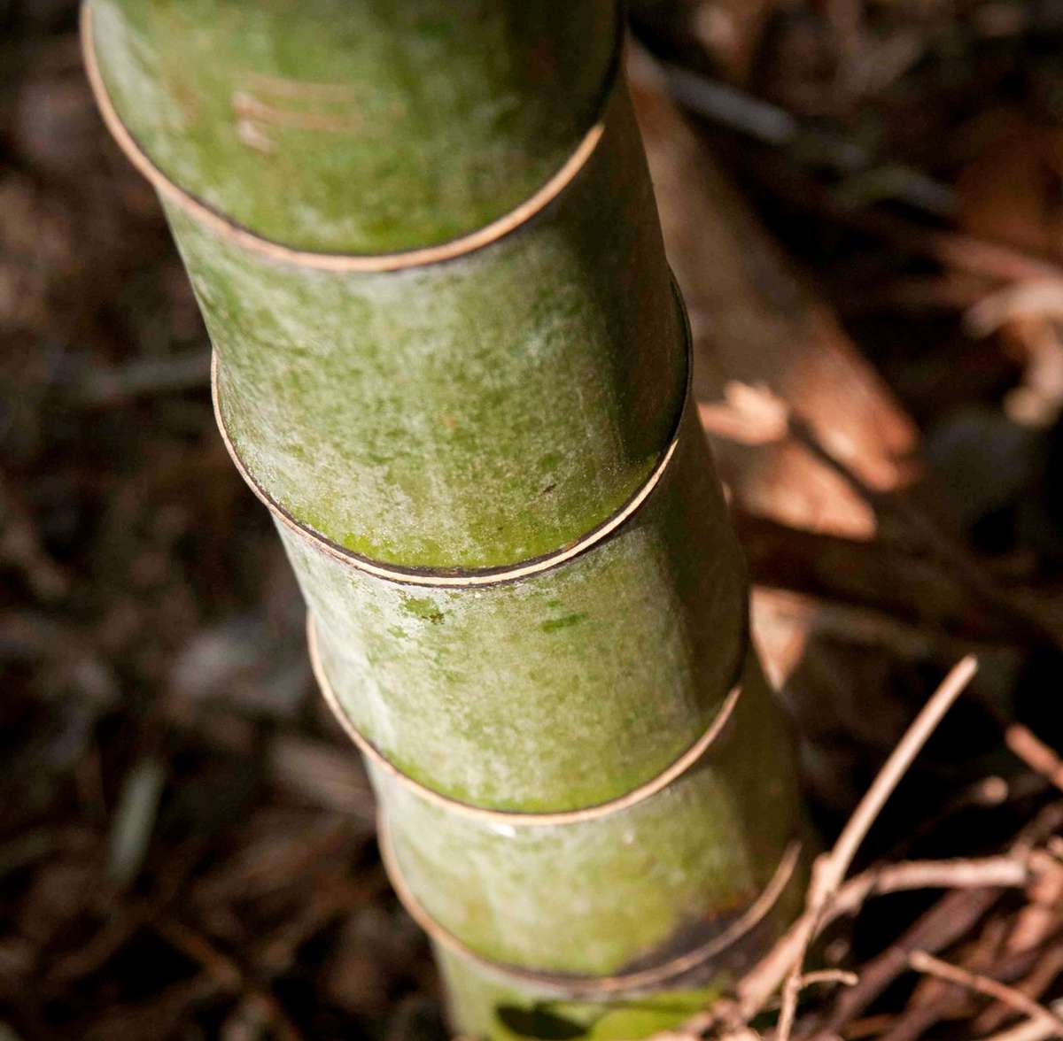 A Takegashima's bamboo