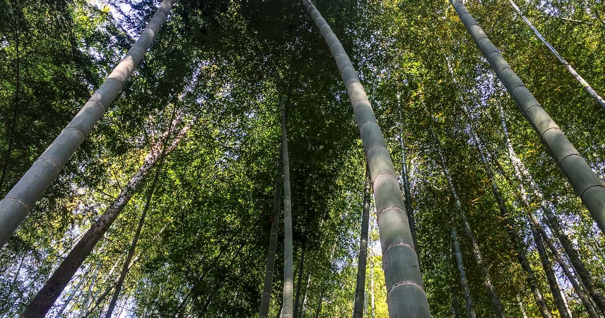 竹ヶ島中心部の美しい竹林