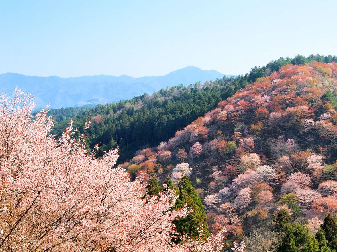 
奈良吉野の山桜