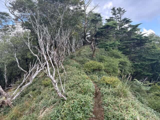 ササ原に囲まれる三嶺から剣山の登山道