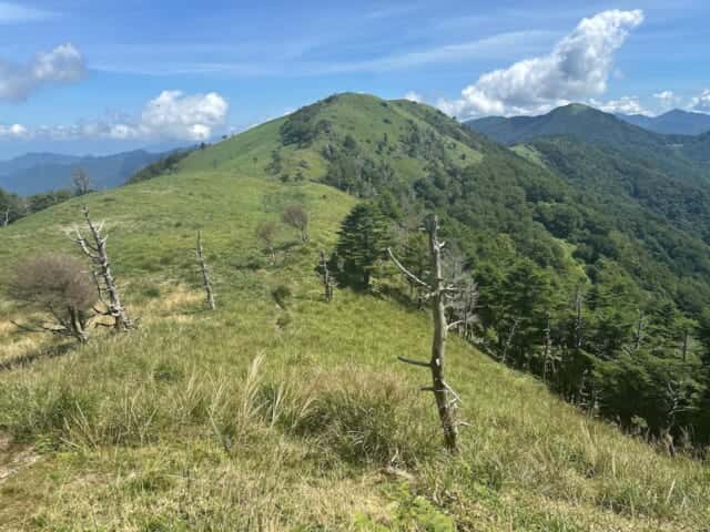 塔丸の頂上から尾根伝いに広がるササ原