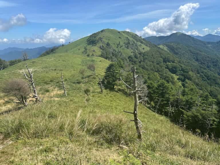 塔丸の頂上から尾根伝いに広がるササ原