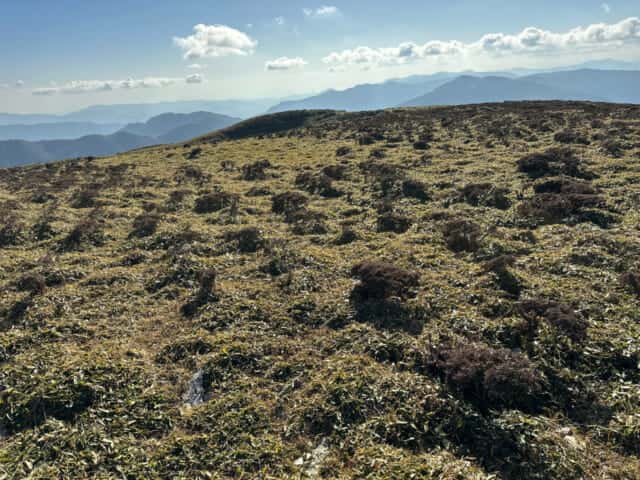 天狗塚に広がるササ原とコメツツジ