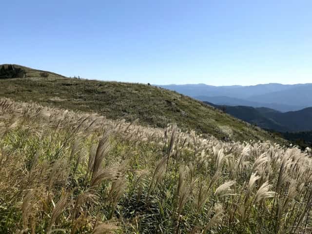 生石高原のススキ野原