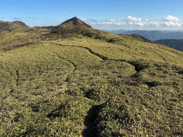 天狗塚の頂上周辺に広がるミヤマクマザサの群生