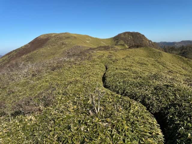 剣山地の西端を飾る天狗塚のササ原