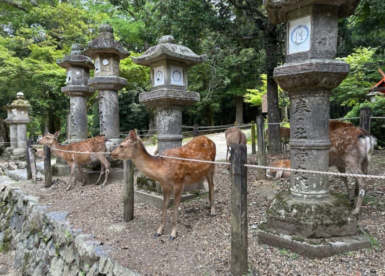 春日大社参道にいる鹿の群れ